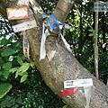 P1182565.jpg