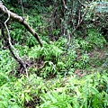 P1211287.jpg