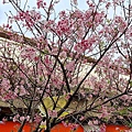 P1217879 (4).jpg