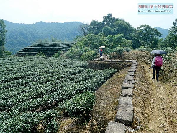 2025-0601 大崙古道-崩山大崙-石碇大崙-樹梅嶺下6