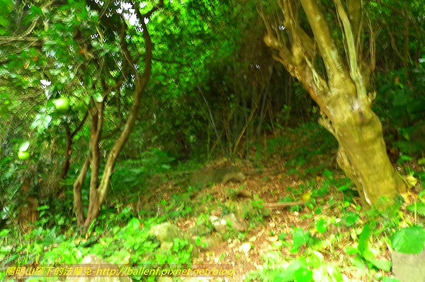 P1000496.jpg