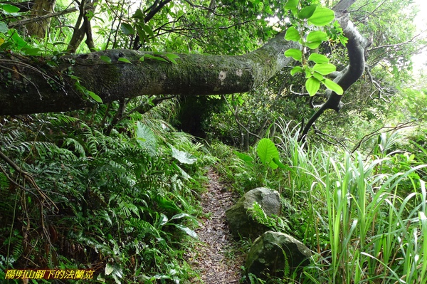 20090927 中正山 (24).jpg