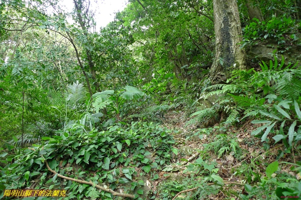 P1000421.jpg