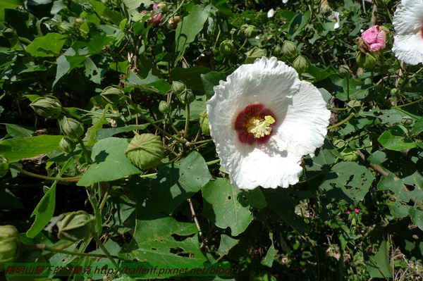 P1000043.jpg