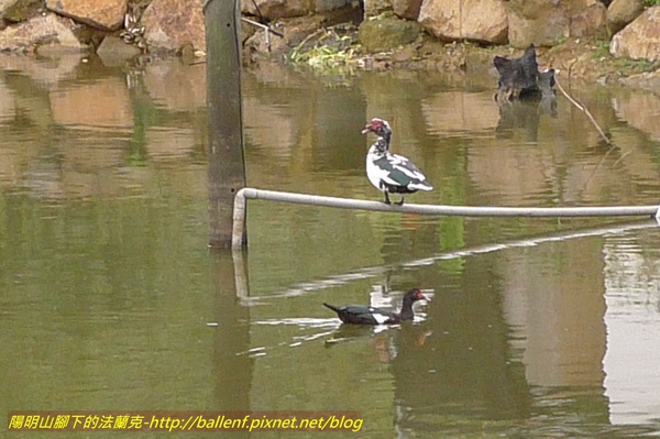 P1010146.jpg