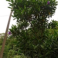 P1050513.jpg