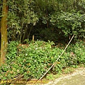 P1050515.jpg