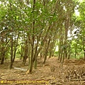 P1050547.jpg