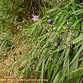 P1050549.jpg