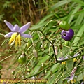 P1050550.jpg