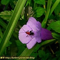 P1060415.jpg