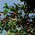 P1060756.jpg