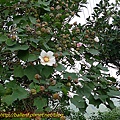 P1070780.jpg