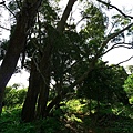 P1060731.jpg