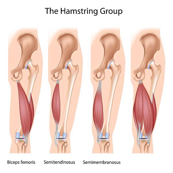 hamstring