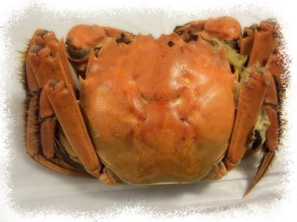 crab5.jpg