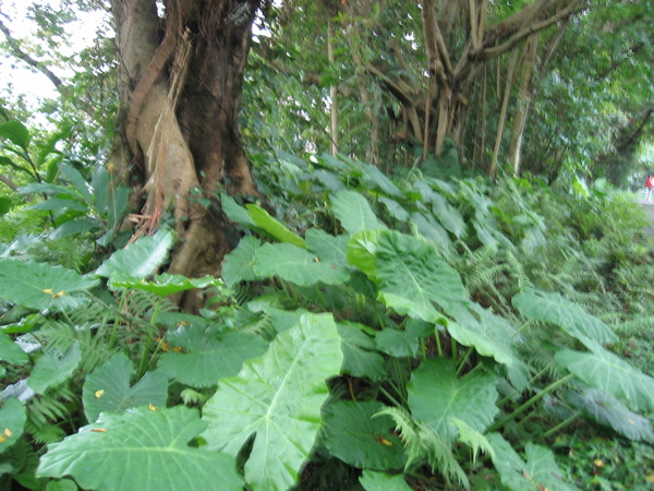 盆邊步道 033.jpg