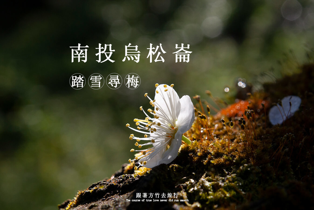 南投信義鄉,烏松崙,梅花,冬季美景,台16線,台21線,梅園,南投,信義,賞梅,梅花季,賞花