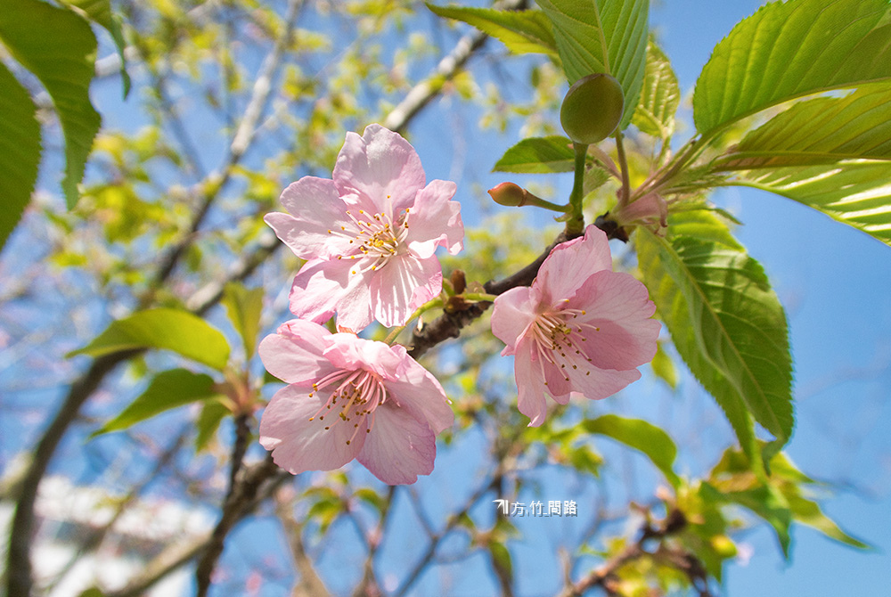 112022中科崴立櫻花公園  賞櫻免門票  八重櫻、綠萼櫻  台中景點  櫻花季台中櫻花、中科櫻花 后里櫻花2022  櫻花花期 方竹問路阿方竹竹小夫妻.jpg