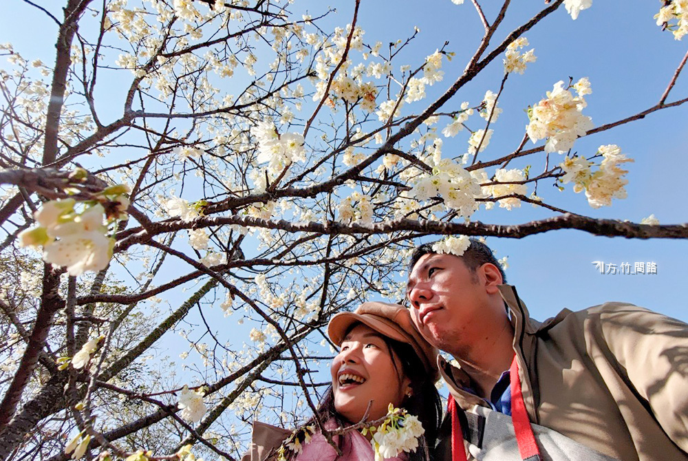 022022中科崴立櫻花公園  賞櫻免門票  八重櫻、綠萼櫻  台中景點  櫻花季台中櫻花、中科櫻花 后里櫻花2022  櫻花花期 方竹問路阿方竹竹小夫妻.jpg