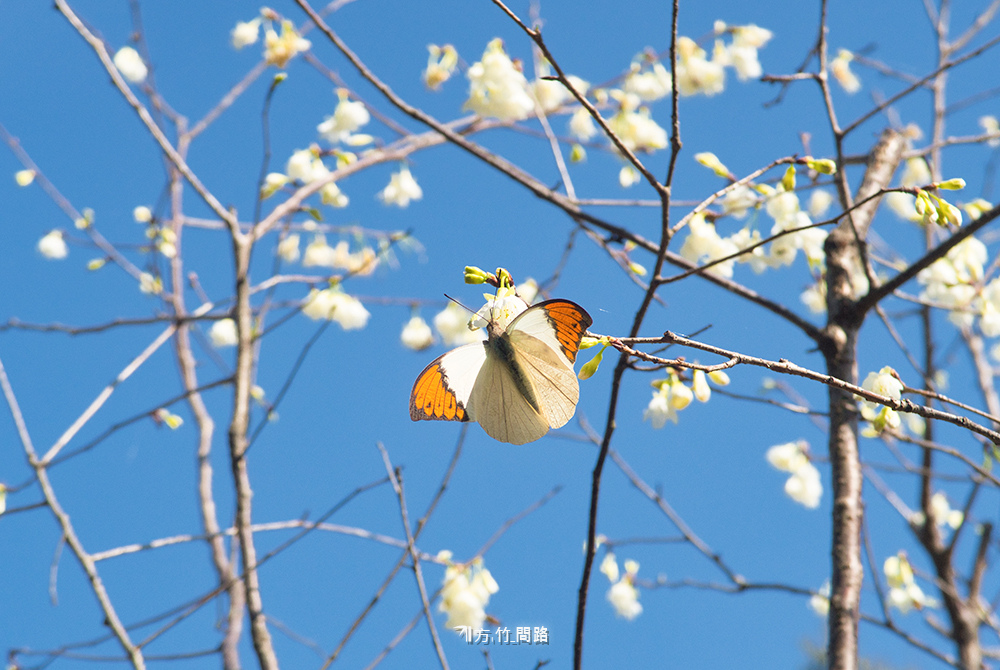 222022中科崴立櫻花公園  賞櫻免門票  八重櫻、綠萼櫻  台中景點  櫻花季台中櫻花、中科櫻花 后里櫻花2022  櫻花花期 方竹問路阿方竹竹小夫妻.jpg