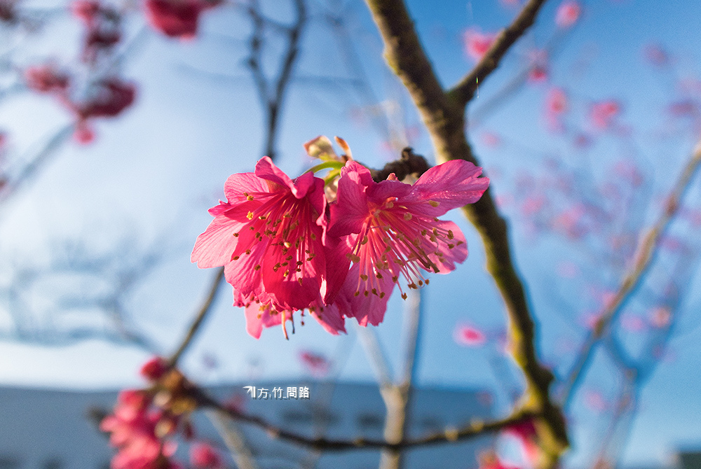 072022中科崴立櫻花公園  賞櫻免門票  八重櫻、綠萼櫻  台中景點  櫻花季台中櫻花、中科櫻花 后里櫻花2022  櫻花花期 方竹問路阿方竹竹小夫妻.jpg