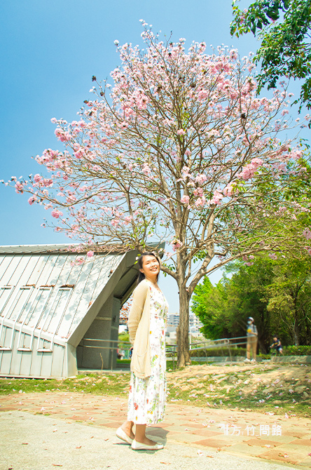 黃花風鈴木洋紅風鈴木風鈴木台中風鈴木花語風鈴木季節2022風鈴木風鈴木景點台中景點廍子公園景賢路親子公園免費大坑景點方竹問路阿方竹竹小夫妻天界之舟行善濟世台中網美景點台中攝影景點台中散步景點風景寫真