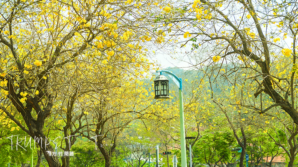 黃花風鈴木洋紅風鈴木風鈴木台中風鈴木花語風鈴木季節2022風鈴木風鈴木景點台中景點廍子公園景賢路親子公園免費大坑景點方竹問路阿方竹竹小夫妻天界之舟行善濟世台中網美景點台中攝影景點台中散步景點風景寫真