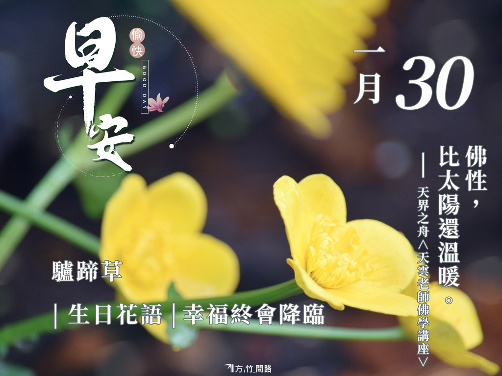 130：驢蹄草（幸福終會降臨）-1生日花語祝福 早 安 圖早安圖長輩圖早安長輩早安問候圖正能量金句桌布good morning 早 安 圖午安圖晚安圖唯美 風景 早 安 圖電腦桌布製作生日祝福語天界之舟金句桌布正能量桌布文青問候圖質感早安圖感人最新早安圖正能量天界之舟地藏道場天界之舟佛法正宗天界之舟行善濟世