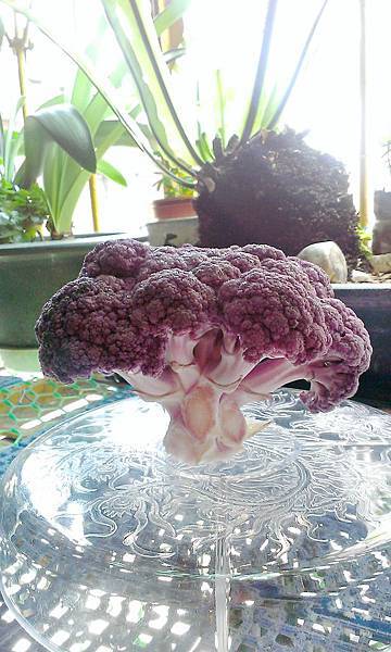 紫色花椰菜世界
