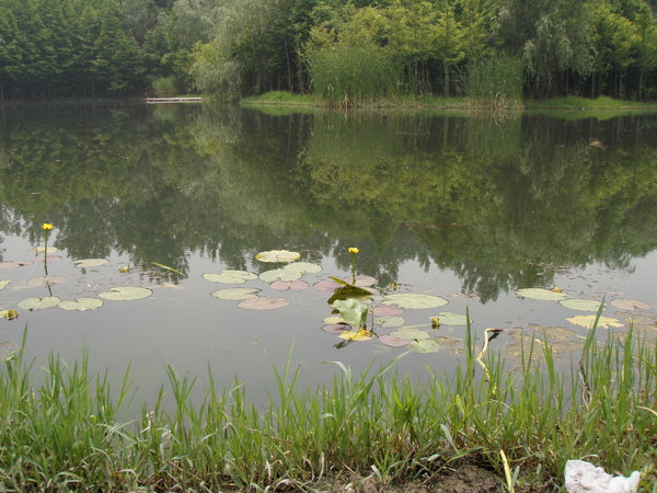 世紀公園的人工水池