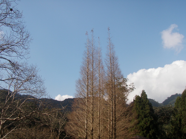 活化石﹣水杉