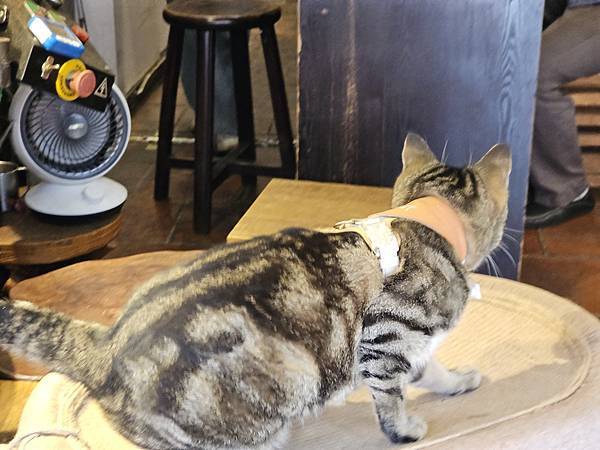 我的76老後日常5(參訪三峽歷史文物館藍染特展)2024.7 我的76老後日常5(參訪三峽歷史文物館藍染特展)2024.7