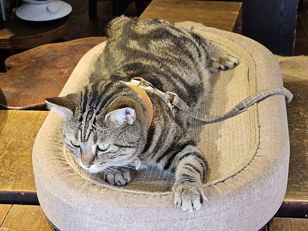 我的76老後日常5(參訪三峽歷史文物館藍染特展)2024.7 我的76老後日常5(參訪三峽歷史文物館藍染特展)2024.7