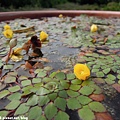 台中植物園