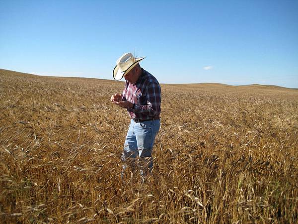 Bob-Quinn-in-Kamut-field