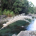 蓬萊溪-護魚步道