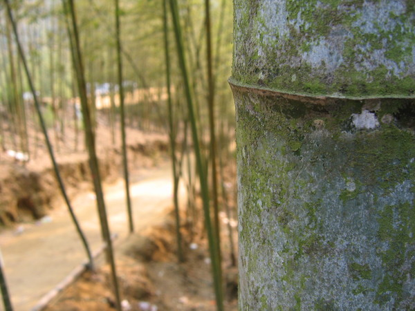 竹林天梯登山口