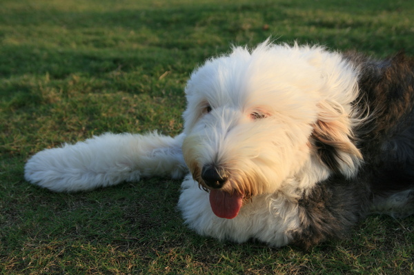 英國古代牧羊犬