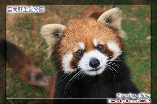 雲南野生動物園－小貓熊