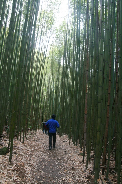 竹林區