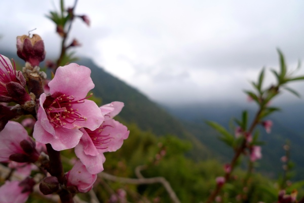 桃花開了