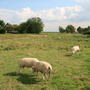 Marken 放牧 Marken 放牧