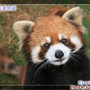 雲南野生動物園-小貓熊 雲南野生動物園-小貓熊
