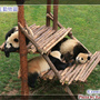 雲南野生動物園-大貓熊 雲南野生動物園-大貓熊
