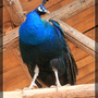 雲南野生動物園-孔雀 雲南野生動物園-孔雀