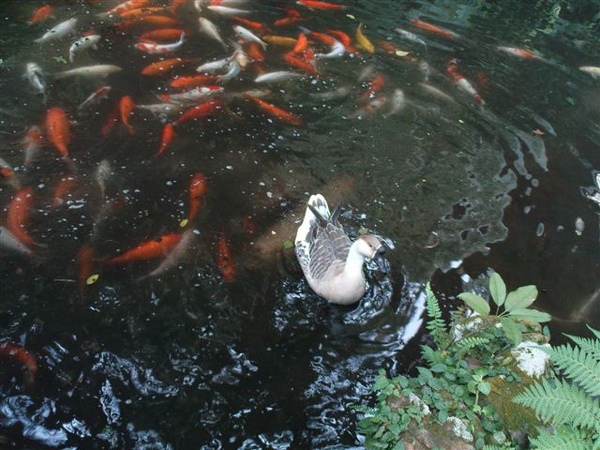 陽明山裡跟魚群生活的孤單鵝~