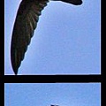 1453221306-1174980451-1.jpg