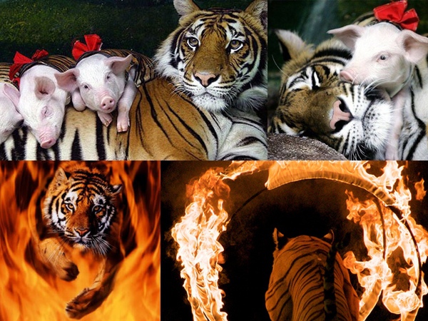 tiger-zoo-pattaya-7.jpg