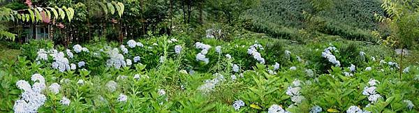 pic_2198_20060713154416 pic_2198_20060713154416